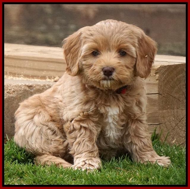 Calla Flicker pups 7 wks old 101