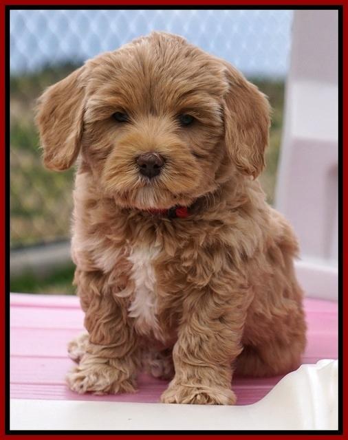 Calla Flicker pups 7 wks old 111