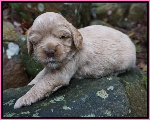 Calla Flicker pups 3 wks old 151