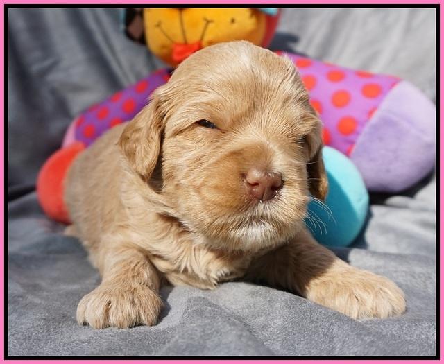 Calla Flicker pups 3 wks old 181