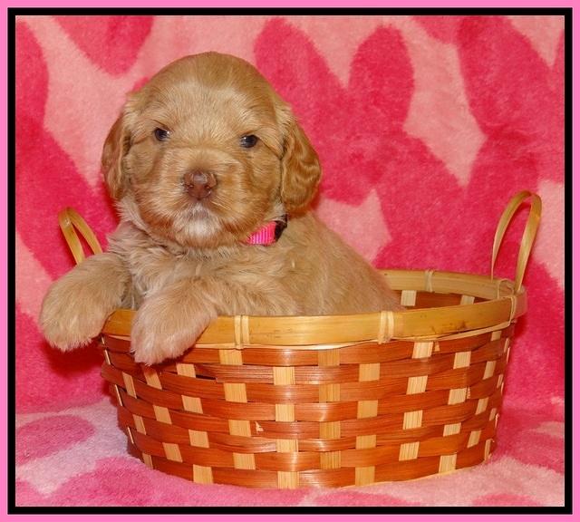 Calla Flicker pups 4 wks old 21