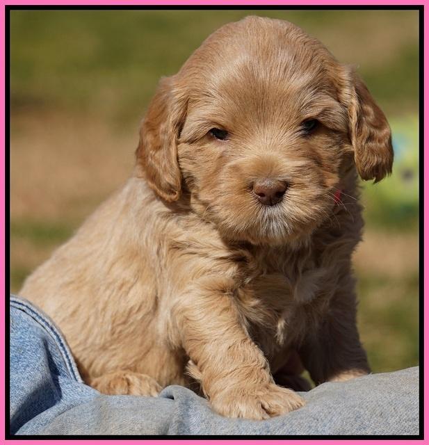 Calla Flicker pups 4.5 wks old 81