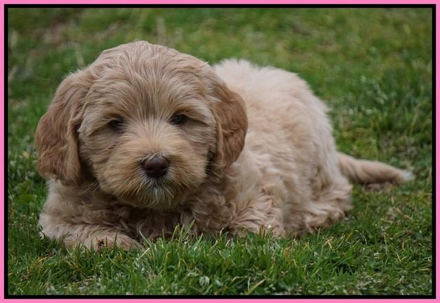 Calla Flicker pups 7 wks old 31