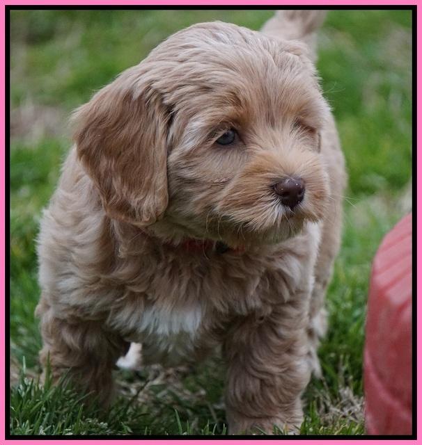 Calla Flicker pups 7 wks old 51