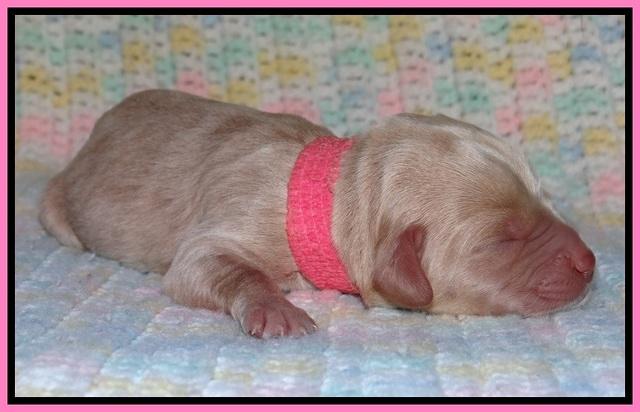 Calla Flicker pups newborn 101