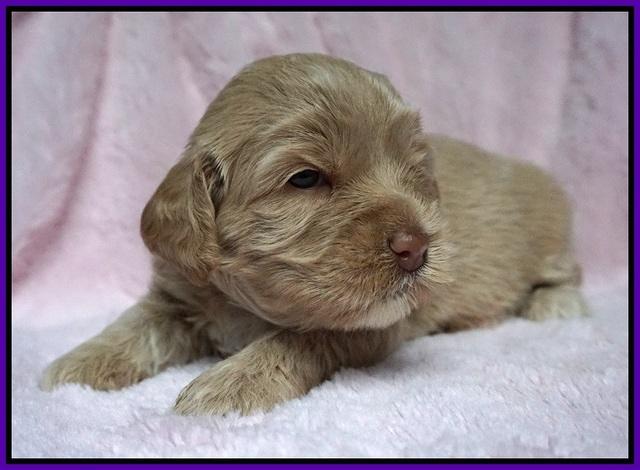 Calla Flicker pups 3 wks old 201