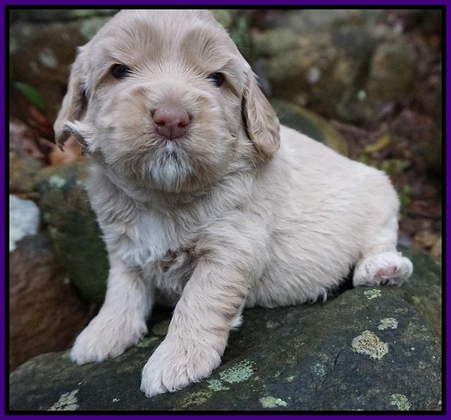 Calla Flicker pups 3 wks old 221