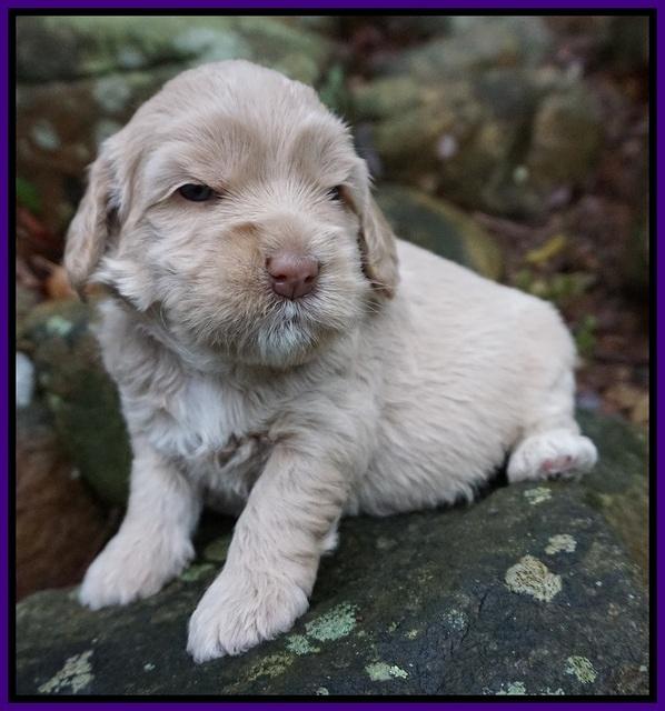 Calla Flicker pups 3 wks old 231