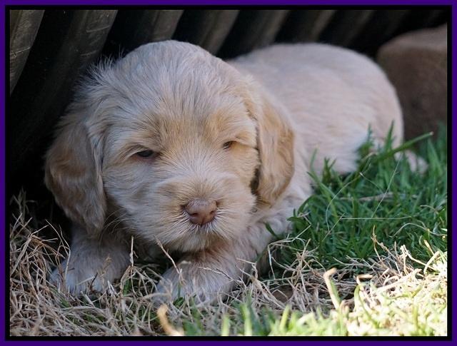 Calla Flicker pups 4.5 wks old 131