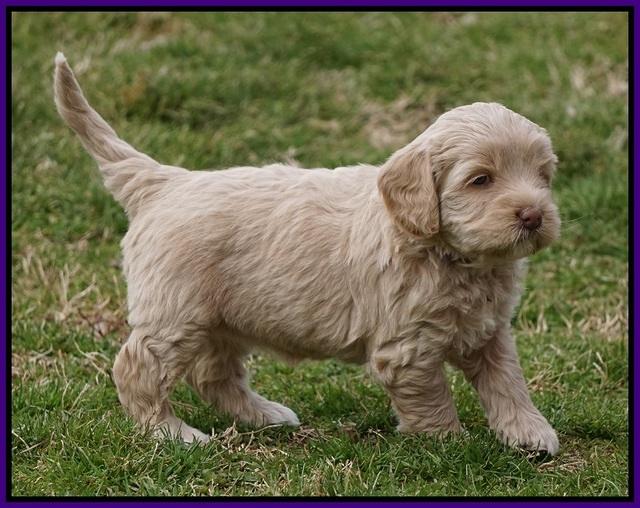 Calla Flicker pups 5 wks old 1510