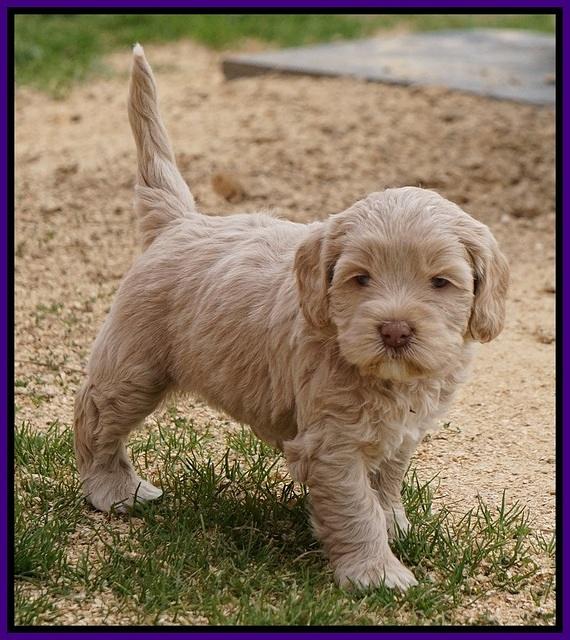 Calla Flicker pups 5 wks old 1610