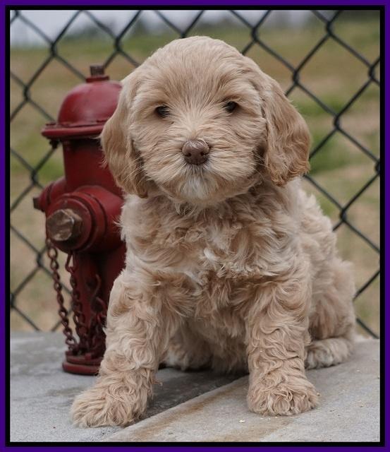 Calla Flicker pups 6 wks old 1 064