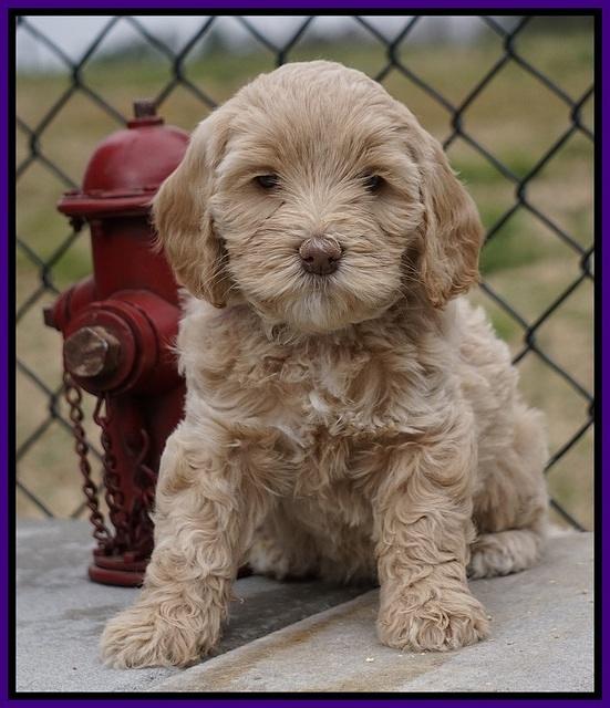 Calla Flicker pups 6 wks old 1 067