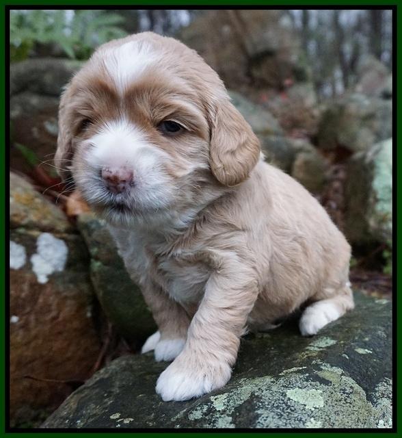 Calla Flicker pups 3 wks old 321