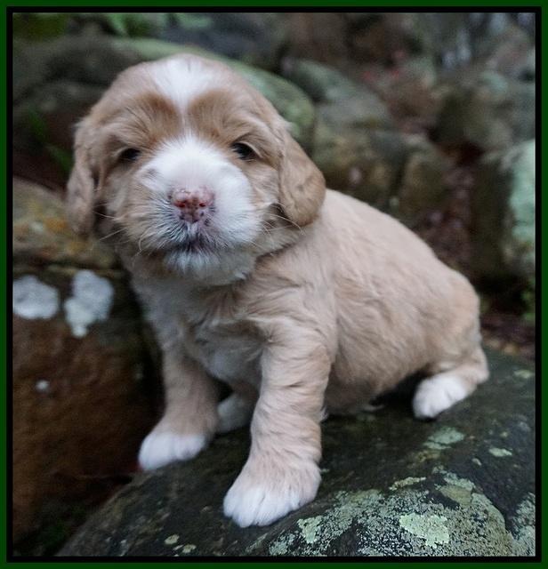 Calla Flicker pups 3 wks old 331