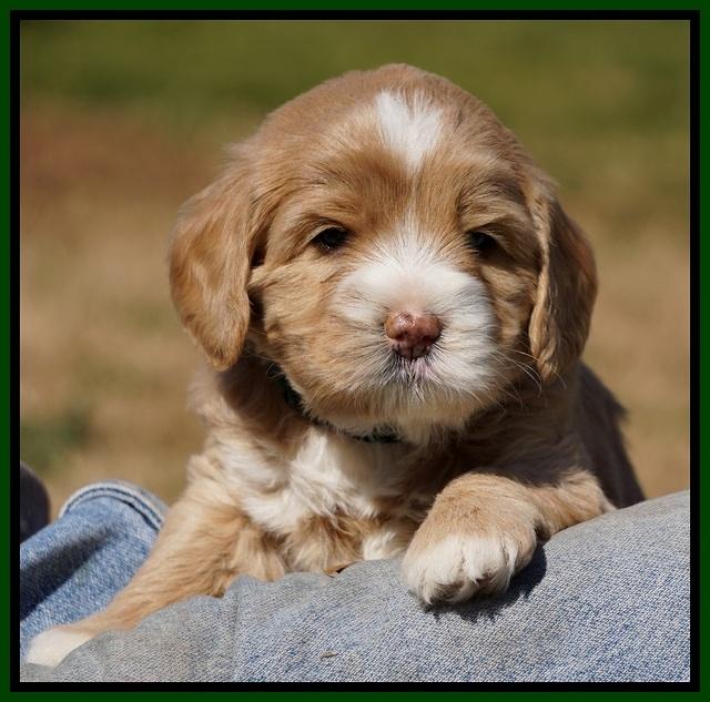 Calla Flicker pups 4.5 wks old 141