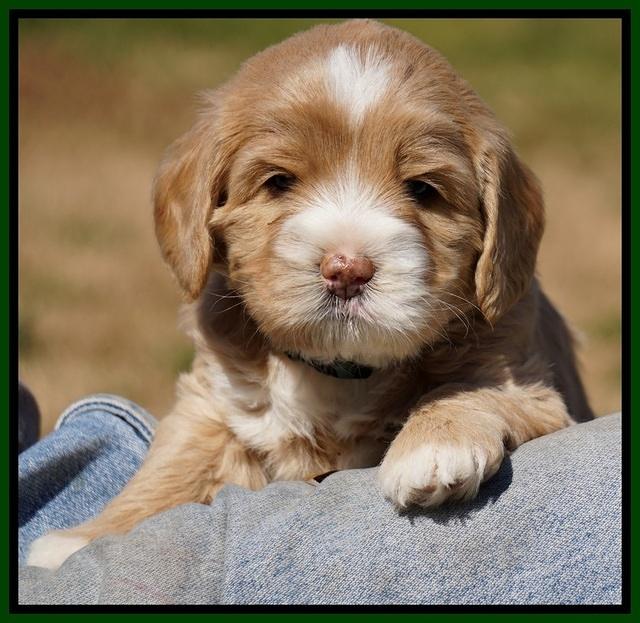 Calla Flicker pups 4.5 wks old 151