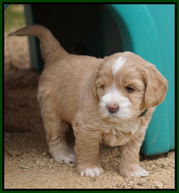 Calla Flicker pups 5 wks old 2010