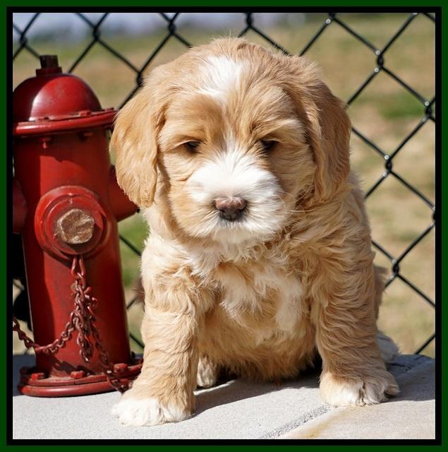 Calla Flicker pups 6 wks old 2510