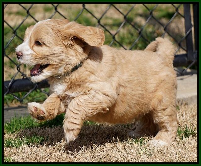 Calla Flicker pups 6 wks old 2810