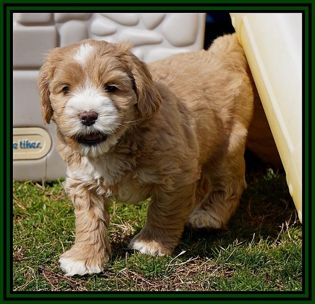 Calla Flicker pups 6 wks old 2910