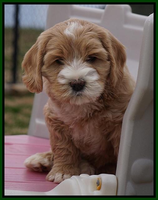 Calla Flicker pups 7 wks old 141