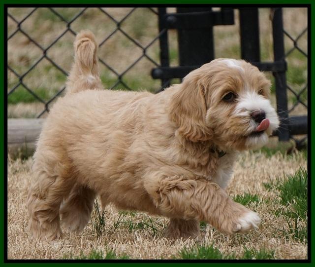 Calla Flicker pups 7 wks old 151