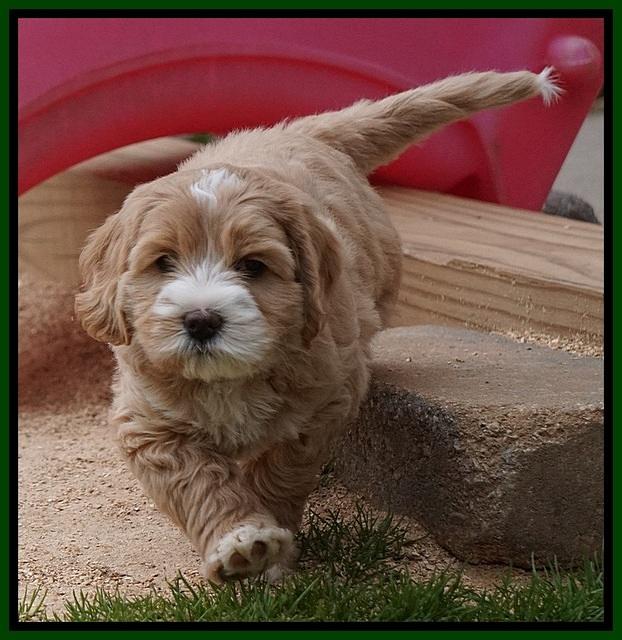 Calla Flicker pups 7 wks old 181