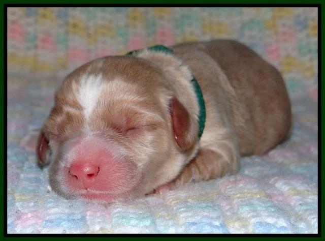 Calla Flicker pups newborn 141