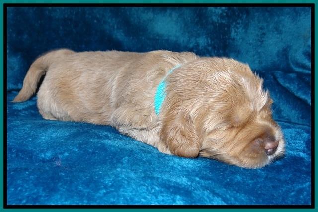 Calla Flicker pups 2 wks old #2 037