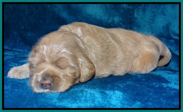 Calla Flicker pups 2 wks old #2 038