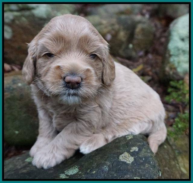 Calla Flicker pups 3 wks old 251