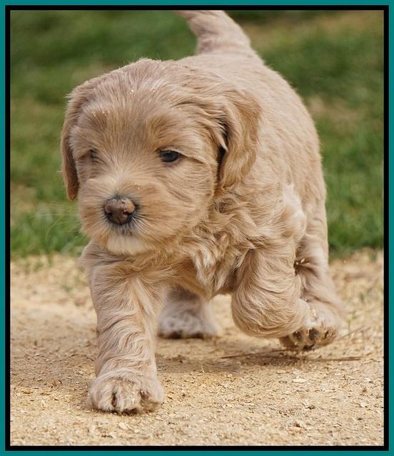 Calla Flicker pups 5 wks old 2410