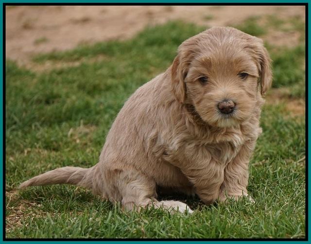 Calla Flicker pups 5 wks old 2510