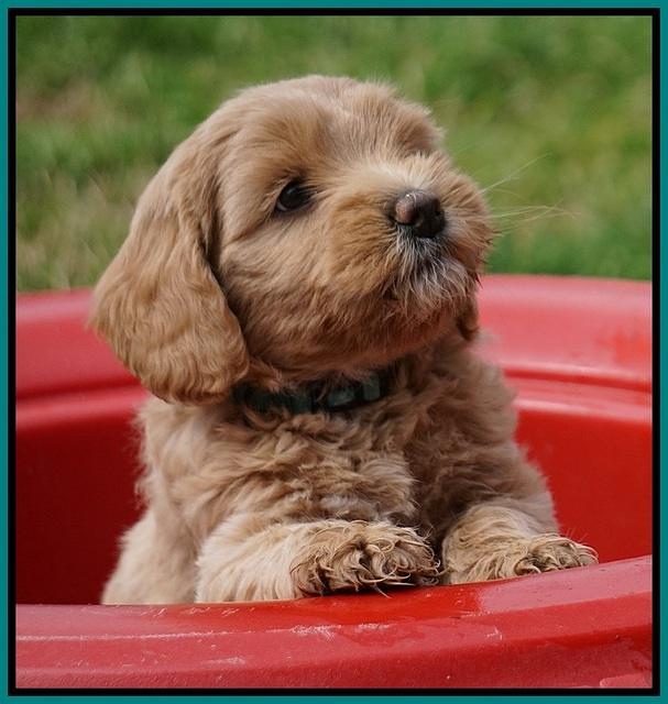 Calla Flicker pups 6 wks old 1 021