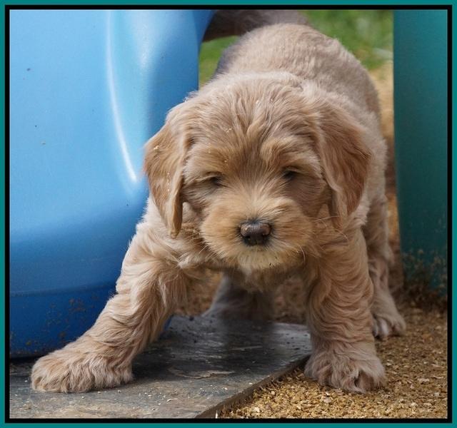 Calla Flicker pups 6 wks old 3410