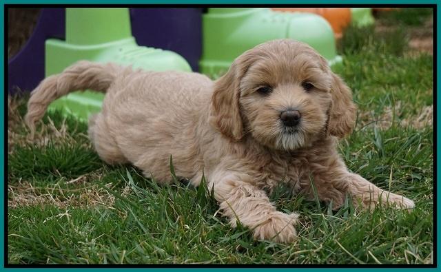 Calla Flicker pups 7 wks old 241