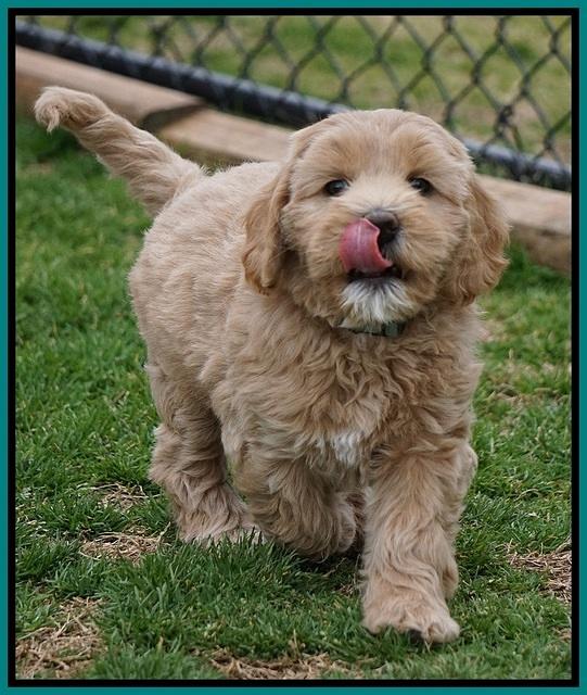 Calla Flicker pups 7 wks old 261