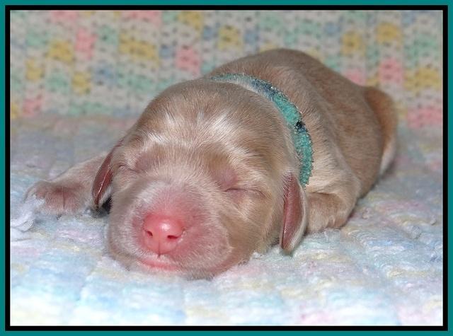 Calla Flicker pups newborn 161