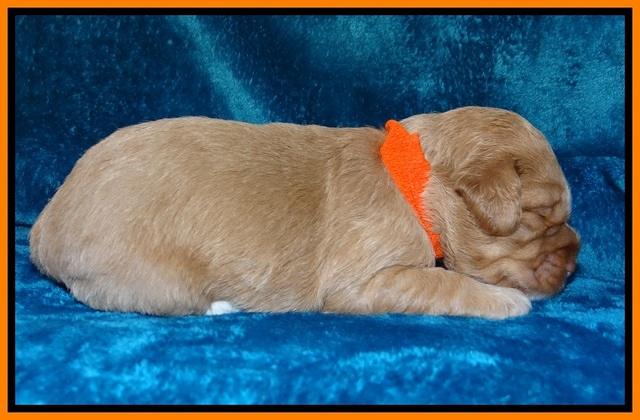 Calla Flicker pups 2 wks old #2 044