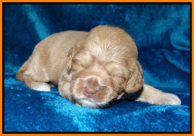 Calla Flicker pups 2 wks old #2 046
