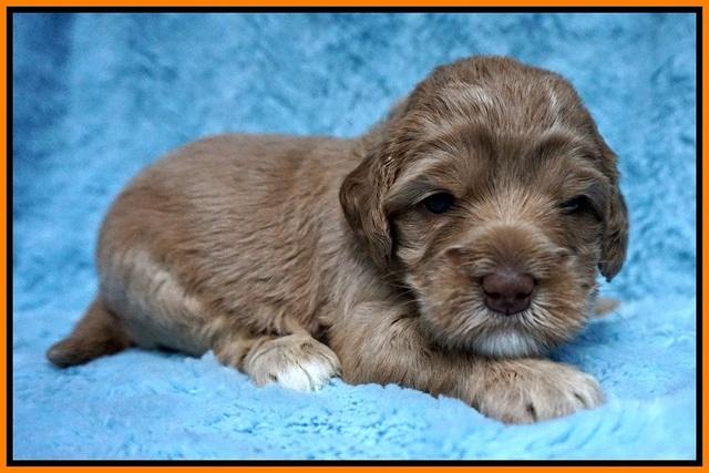 Calla Flicker pups 3 wks old 281