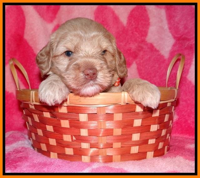 Calla Flicker pups 4 wks old 271