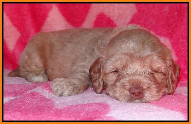 Calla Flicker pups 4 wks old 291
