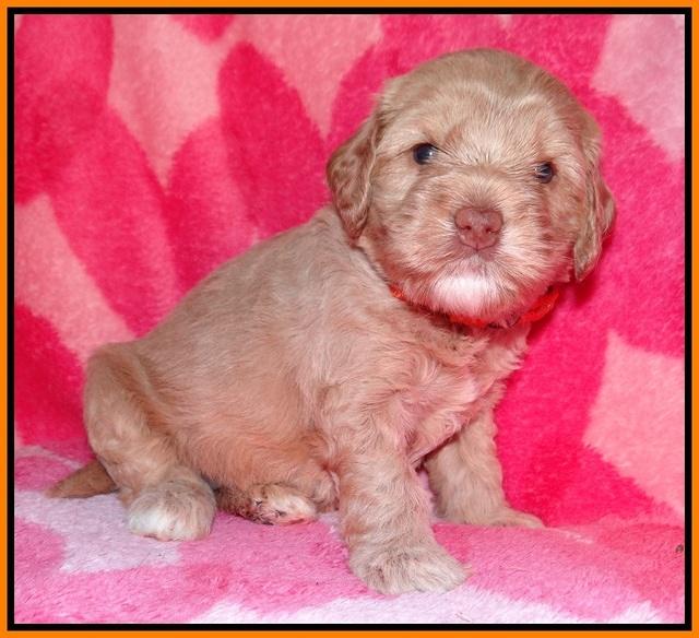 Calla Flicker pups 4 wks old 301
