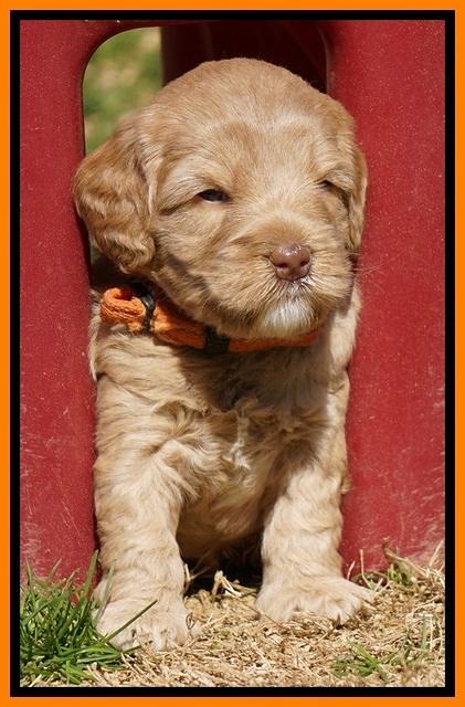 Calla Flicker pups 4.5 wks old 191