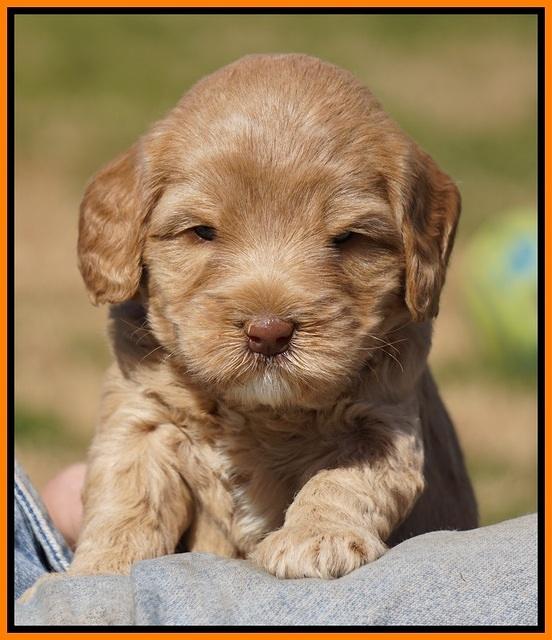 Calla Flicker pups 4.5 wks old 211