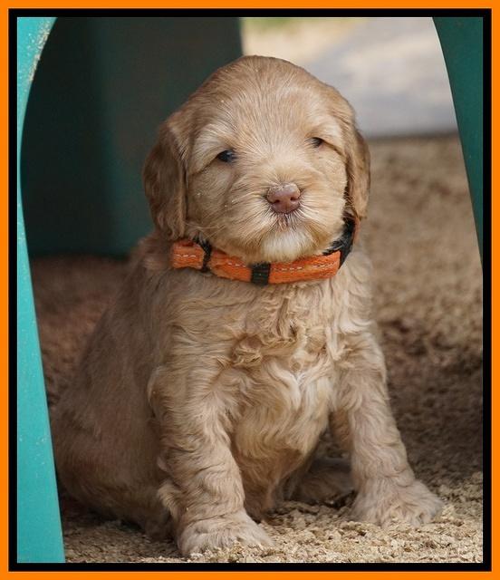 Calla Flicker pups 5 wks old 2710