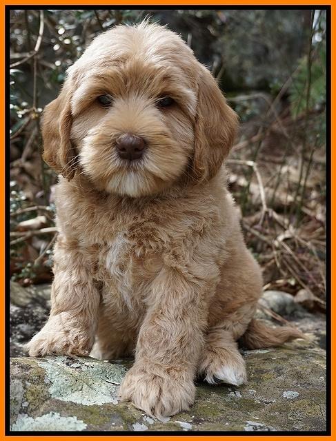 Calla Flicker pups 8 wks old 2 059