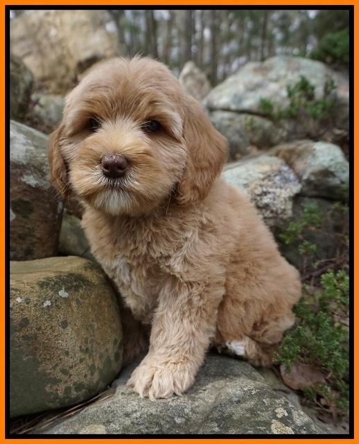 Calla Flicker pups 8 wks old 2 064